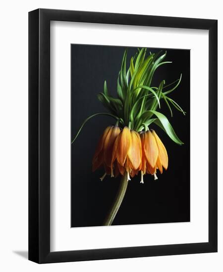 Crown Imperial-Clay Perry-Framed Photographic Print