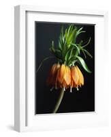 Crown Imperial-Clay Perry-Framed Photographic Print