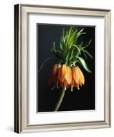 Crown Imperial-Clay Perry-Framed Photographic Print