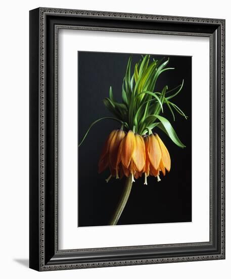 Crown Imperial-Clay Perry-Framed Photographic Print