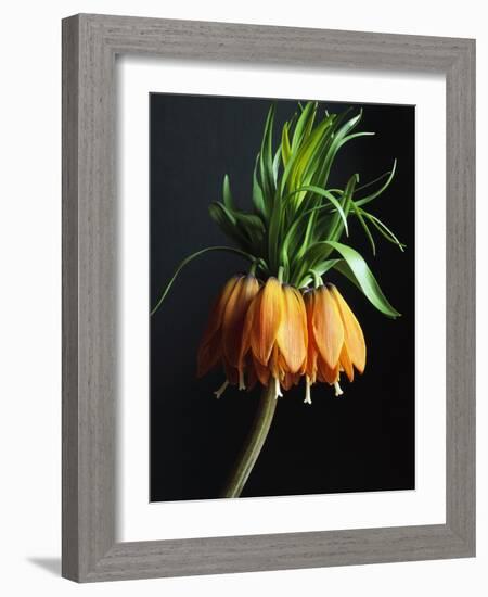 Crown Imperial-Clay Perry-Framed Photographic Print