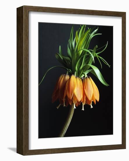 Crown Imperial-Clay Perry-Framed Photographic Print