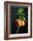 Crown Imperial-Clay Perry-Framed Photographic Print