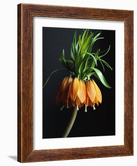 Crown Imperial-Clay Perry-Framed Photographic Print