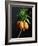 Crown Imperial-Clay Perry-Framed Photographic Print