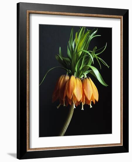 Crown Imperial-Clay Perry-Framed Photographic Print