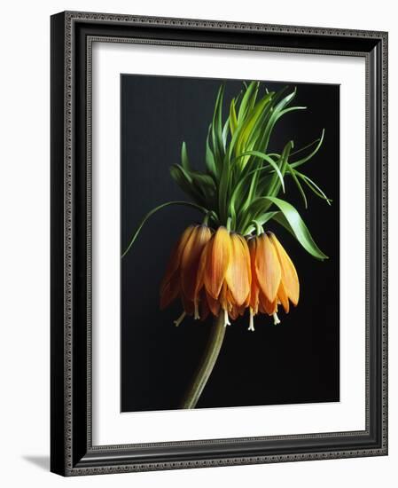 Crown Imperial-Clay Perry-Framed Photographic Print