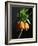 Crown Imperial-Clay Perry-Framed Photographic Print