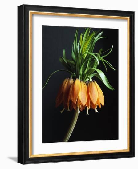 Crown Imperial-Clay Perry-Framed Photographic Print