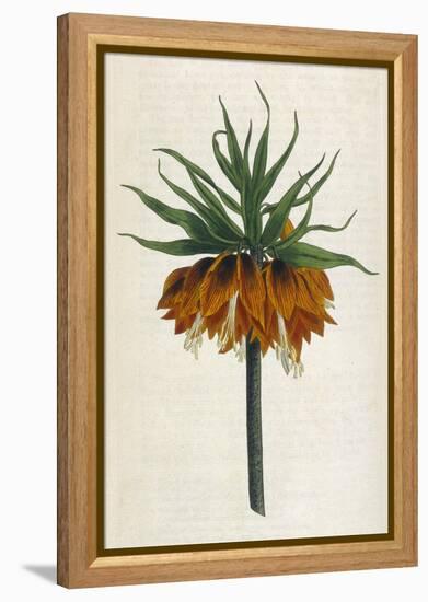 Crown Imperial-William Curtis-Framed Premier Image Canvas