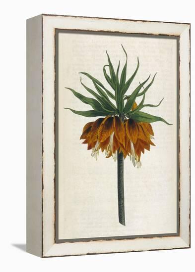 Crown Imperial-William Curtis-Framed Premier Image Canvas