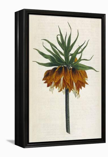 Crown Imperial-William Curtis-Framed Premier Image Canvas