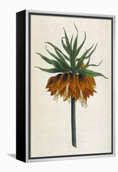 Crown Imperial-William Curtis-Framed Premier Image Canvas