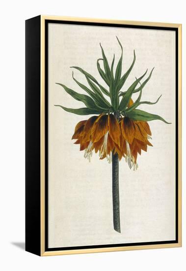 Crown Imperial-William Curtis-Framed Premier Image Canvas