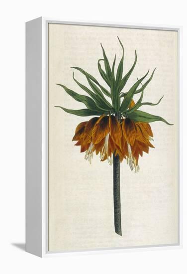 Crown Imperial-William Curtis-Framed Premier Image Canvas