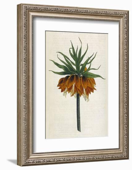 Crown Imperial-William Curtis-Framed Photographic Print