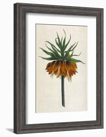 Crown Imperial-William Curtis-Framed Photographic Print