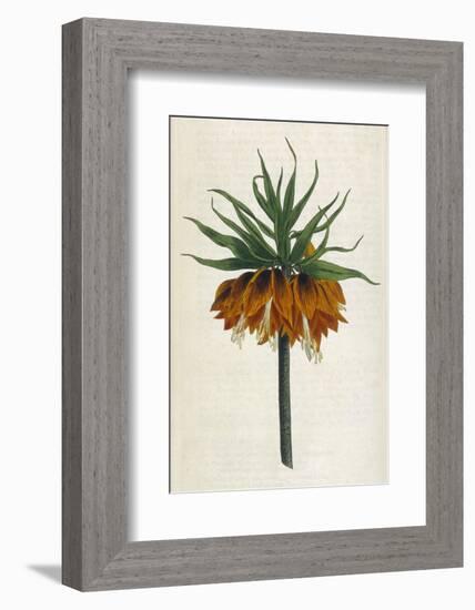 Crown Imperial-William Curtis-Framed Photographic Print