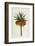 Crown Imperial-William Curtis-Framed Photographic Print