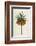 Crown Imperial-William Curtis-Framed Photographic Print