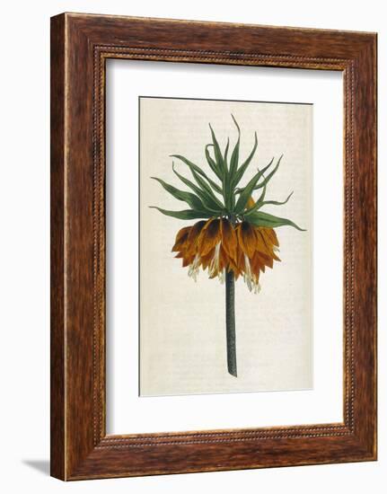 Crown Imperial-William Curtis-Framed Photographic Print