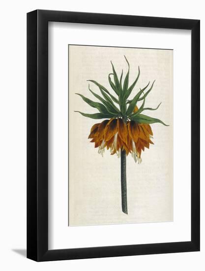 Crown Imperial-William Curtis-Framed Photographic Print