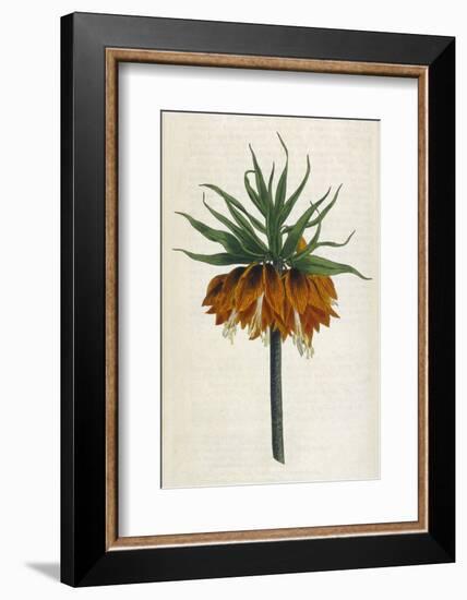 Crown Imperial-William Curtis-Framed Photographic Print