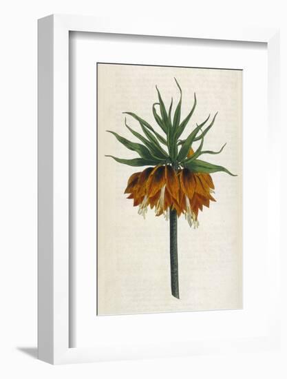 Crown Imperial-William Curtis-Framed Photographic Print