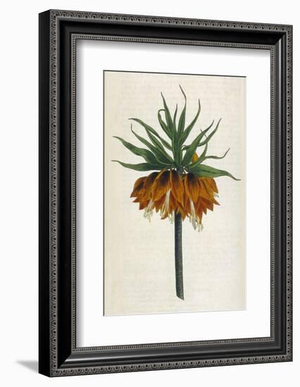 Crown Imperial-William Curtis-Framed Photographic Print