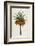 Crown Imperial-William Curtis-Framed Photographic Print