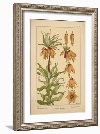 Crown Imperial-null-Framed Giclee Print