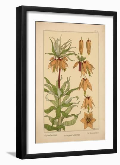 Crown Imperial-null-Framed Giclee Print