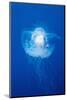 Crown Jellyfish (Netrostoma Setouchina), Blue Corner, Micronesia, Palau-Reinhard Dirscherl-Mounted Photographic Print