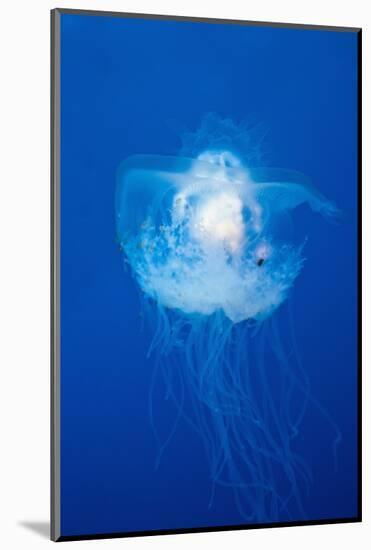 Crown Jellyfish (Netrostoma Setouchina), Blue Corner, Micronesia, Palau-Reinhard Dirscherl-Mounted Photographic Print