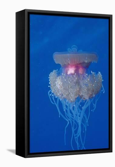 Crown Jellyfish (Netrostoma Setouchina), Red Sea, Egypt.-Reinhard Dirscherl-Framed Premier Image Canvas