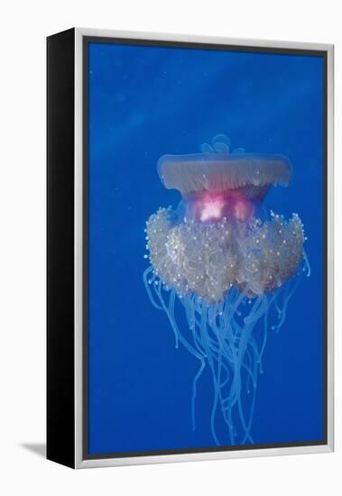 Crown Jellyfish (Netrostoma Setouchina), Red Sea, Egypt.-Reinhard Dirscherl-Framed Premier Image Canvas