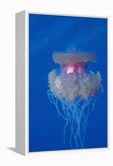 Crown Jellyfish (Netrostoma Setouchina), Red Sea, Egypt.-Reinhard Dirscherl-Framed Premier Image Canvas