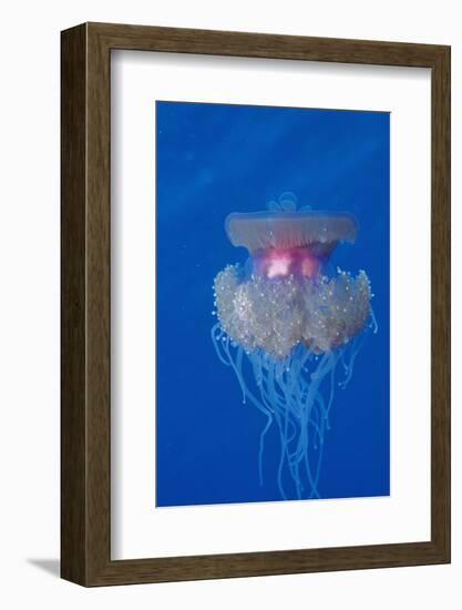 Crown Jellyfish (Netrostoma Setouchina), Red Sea, Egypt.-Reinhard Dirscherl-Framed Photographic Print