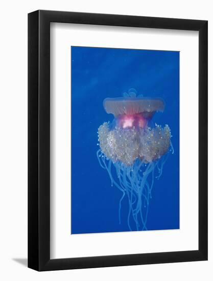 Crown Jellyfish (Netrostoma Setouchina), Red Sea, Egypt.-Reinhard Dirscherl-Framed Photographic Print