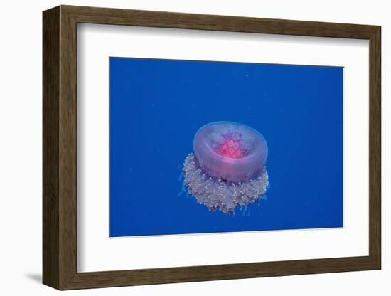 Crown Jellyfish (Netrostoma Setouchina), Red Sea, Egypt.-Reinhard Dirscherl-Framed Photographic Print