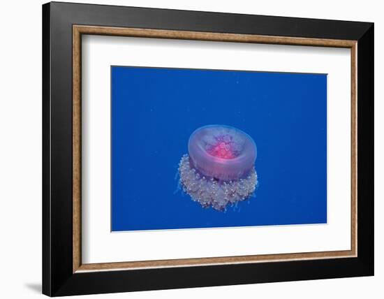 Crown Jellyfish (Netrostoma Setouchina), Red Sea, Egypt.-Reinhard Dirscherl-Framed Photographic Print