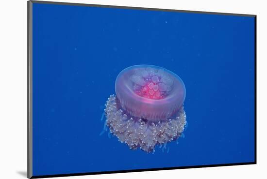 Crown Jellyfish (Netrostoma Setouchina), Red Sea, Egypt.-Reinhard Dirscherl-Mounted Photographic Print