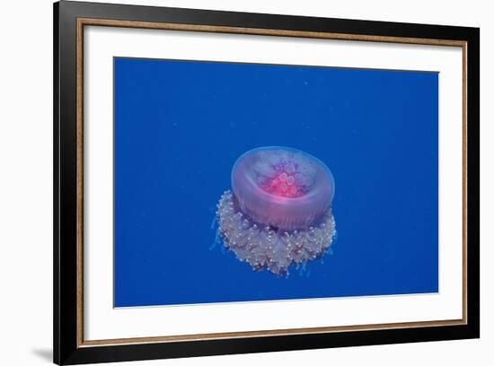 Crown Jellyfish (Netrostoma Setouchina), Red Sea, Egypt.-Reinhard Dirscherl-Framed Photographic Print