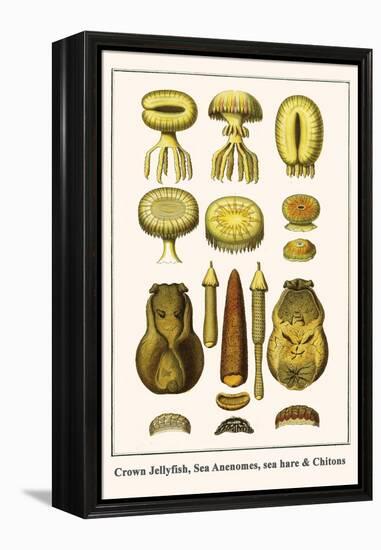 Crown Jellyfish, Sea Anenomes, Sea Hare and Chitons-Albertus Seba-Framed Stretched Canvas