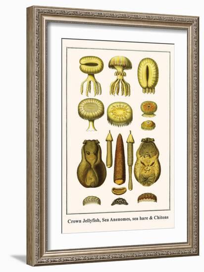 Crown Jellyfish, Sea Anenomes, Sea Hare and Chitons-Albertus Seba-Framed Art Print