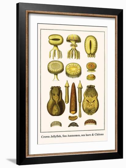 Crown Jellyfish, Sea Anenomes, Sea Hare and Chitons-Albertus Seba-Framed Art Print