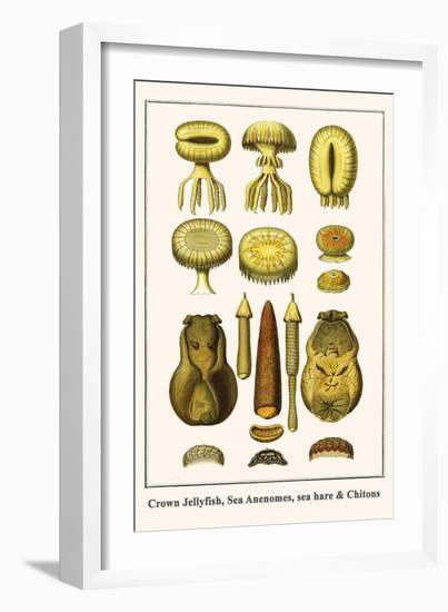 Crown Jellyfish, Sea Anenomes, Sea Hare and Chitons-Albertus Seba-Framed Art Print