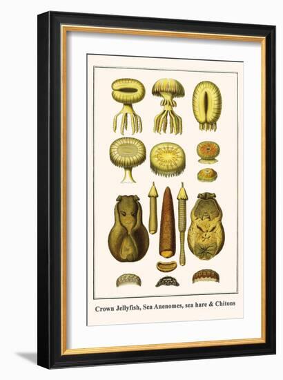 Crown Jellyfish, Sea Anenomes, Sea Hare and Chitons-Albertus Seba-Framed Art Print