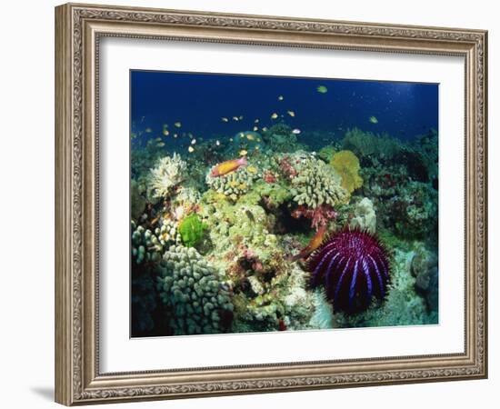 Crown of Thorns Starfish Eats Coral on a Healthy Reef, Similan Islands, Thailand, Southeast Asia-Murray Louise-Framed Photographic Print