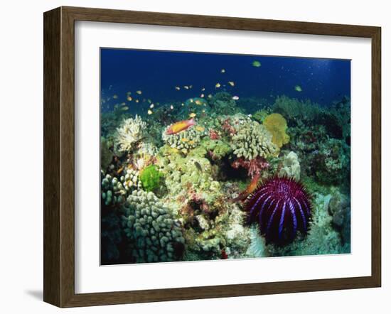 Crown of Thorns Starfish Eats Coral on a Healthy Reef, Similan Islands, Thailand, Southeast Asia-Murray Louise-Framed Photographic Print